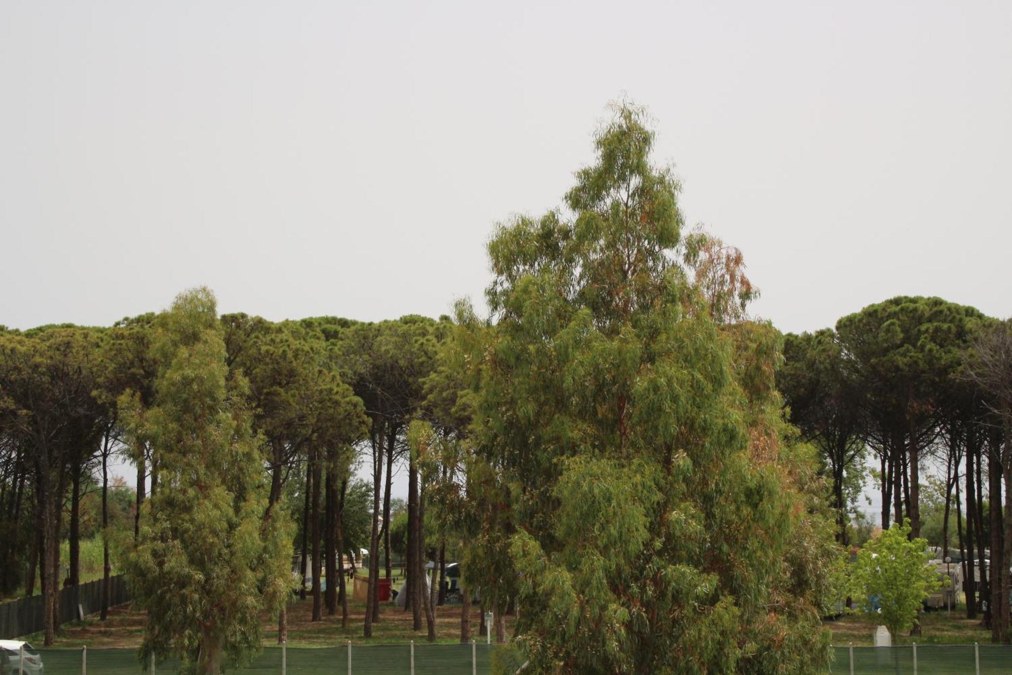 Levante Marina di Schiavonea Exteriér fotografie